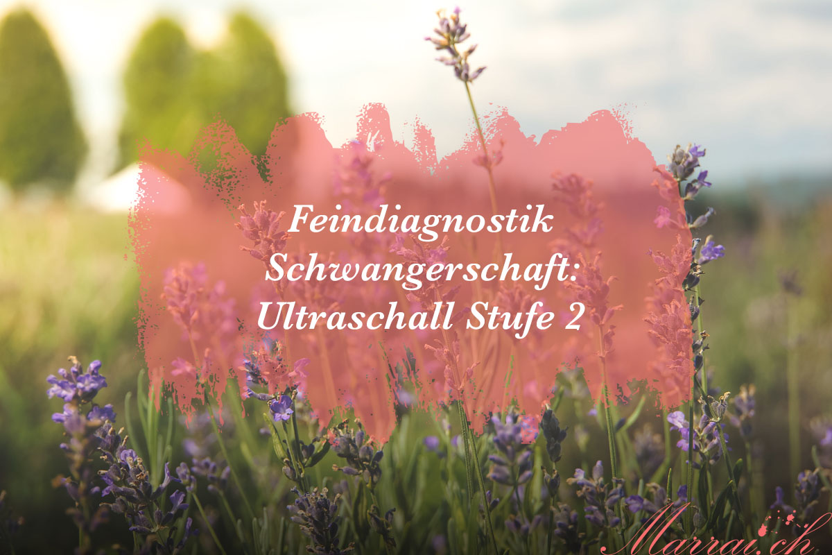 Feindiagnostik Schwangerschaft: Ultraschall Stufe 2